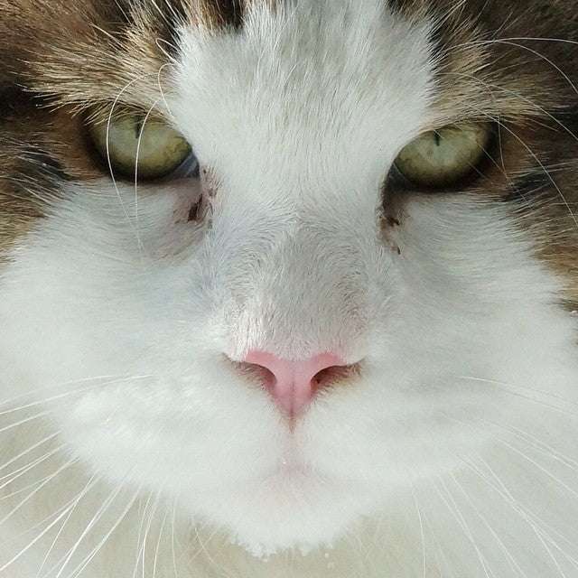Encuentra el rascador perfecto para tu gato según su personalidad