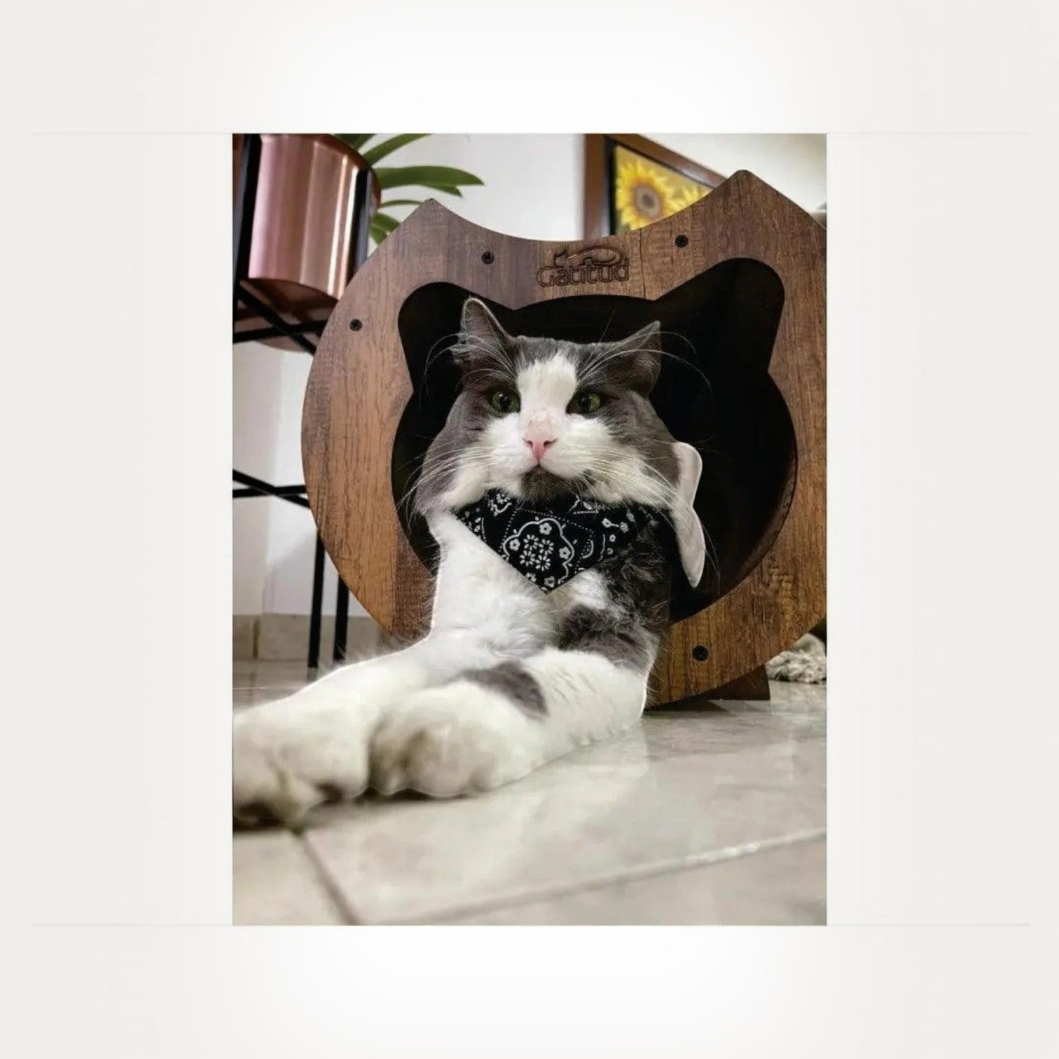 Rascador Túnel para Gatos Grande — Cartón Corrugado Ecológico — Ambos tienen cartón corrugado de alta den… | Gatitud Colombia