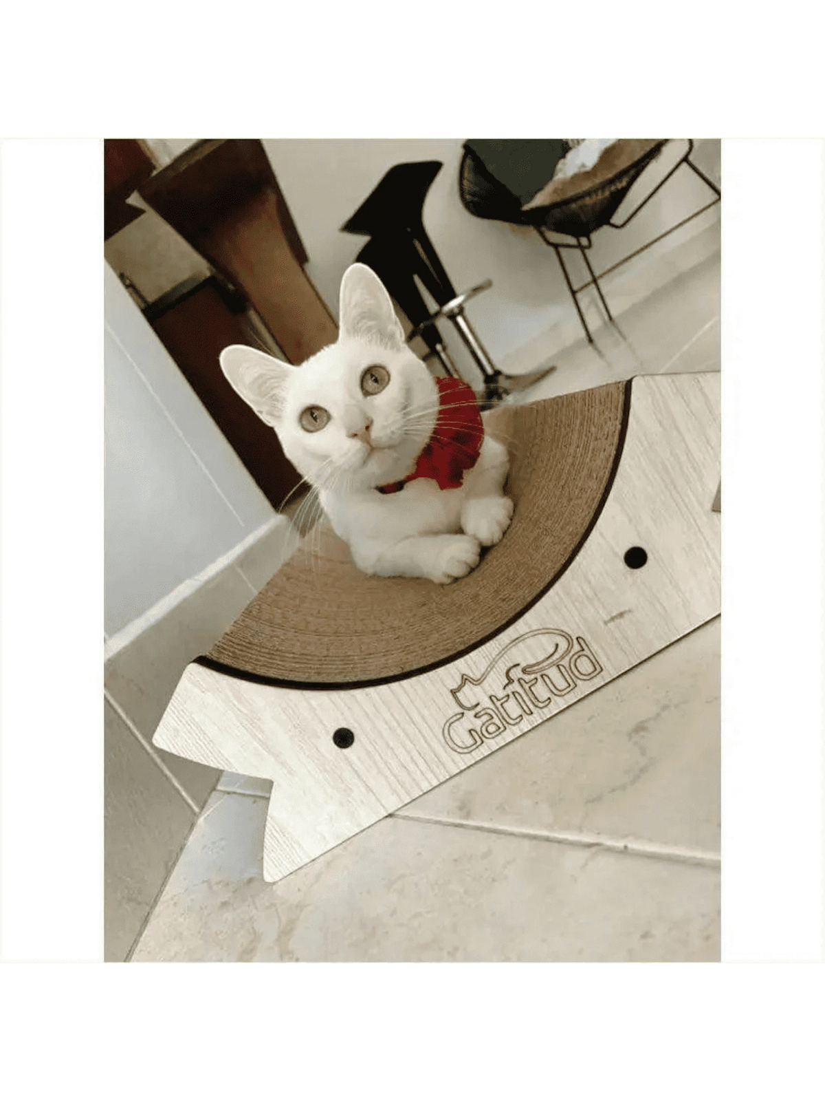 White cat with a red collar lounging on a Gatitud Store curved cardboard scratching lounge.