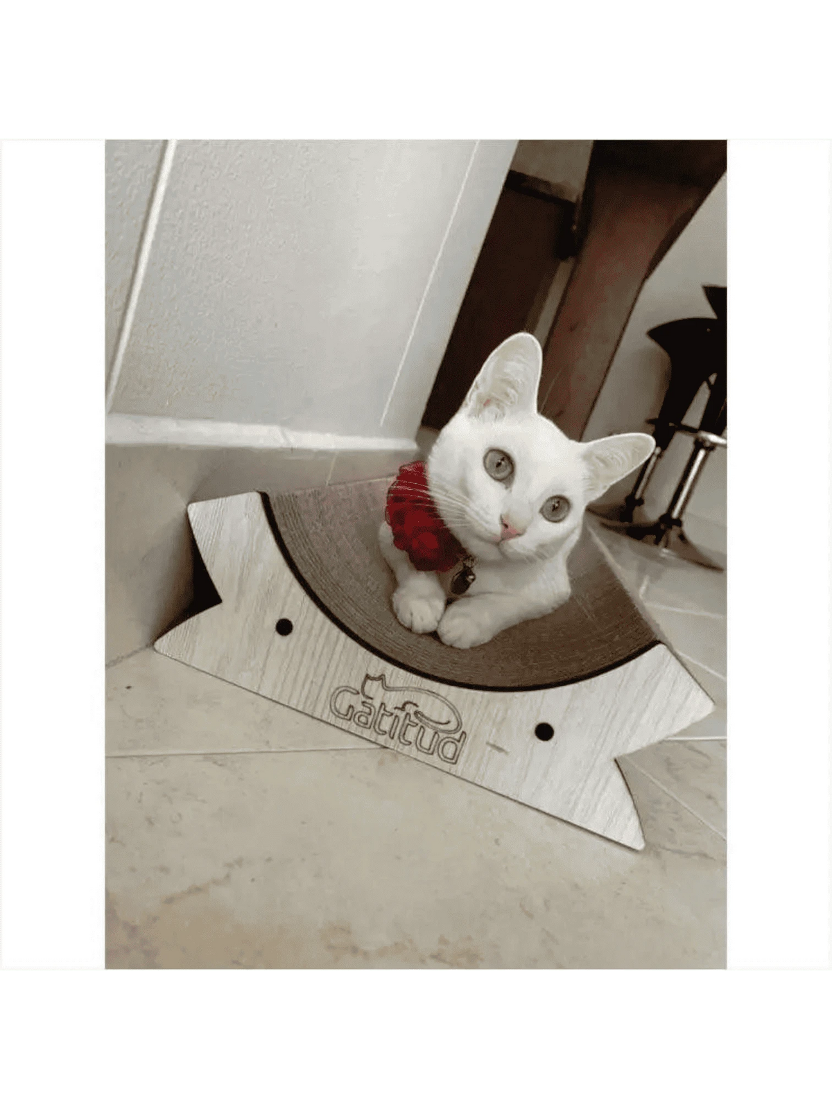 Gatitud Store white cat with red collar lounging on curved corrugated cardboard scratching lounge