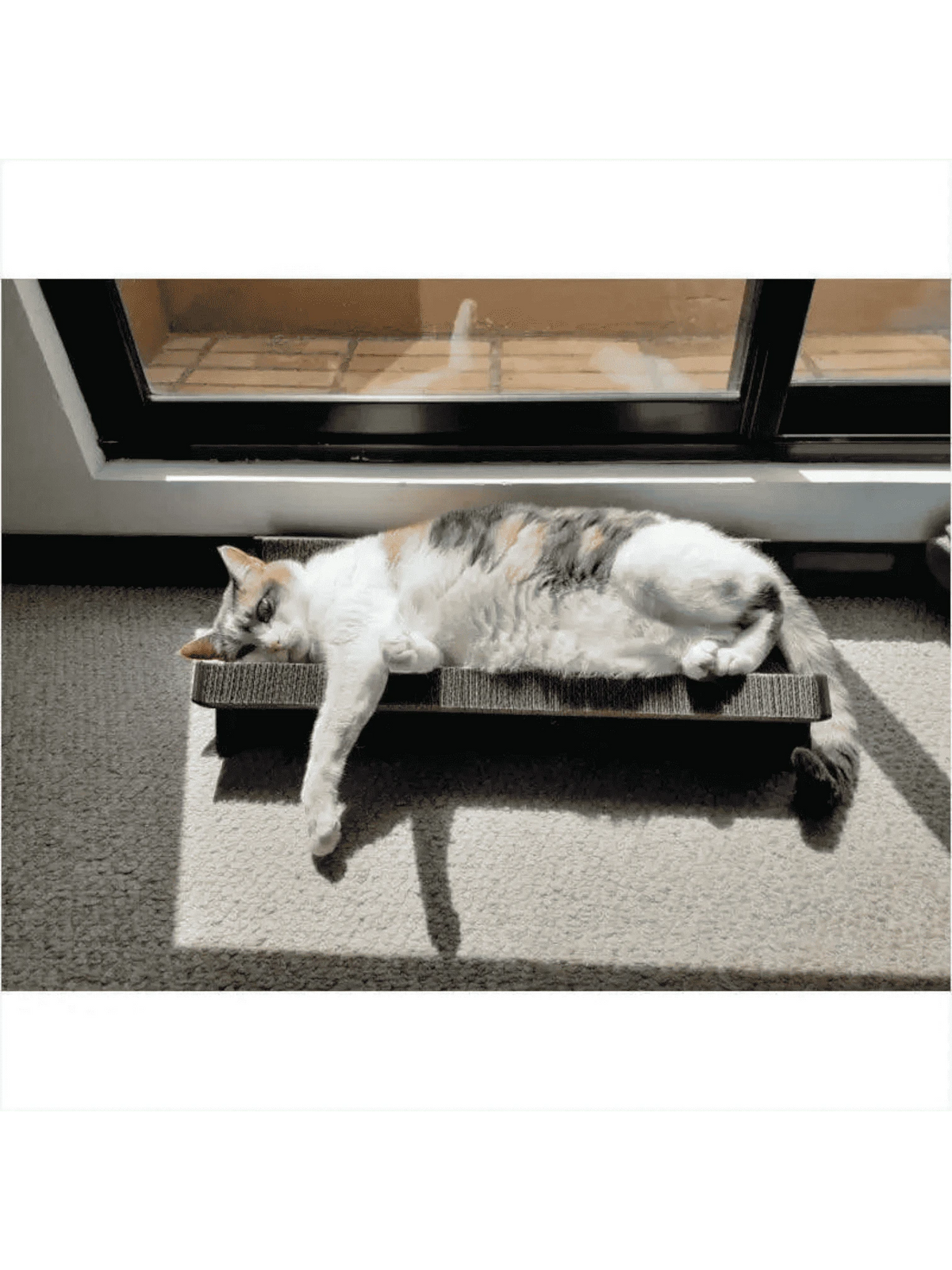 Gatitud Store corrugated cardboard curved cat scratching lounge with a calico cat lounging on it in the sun.