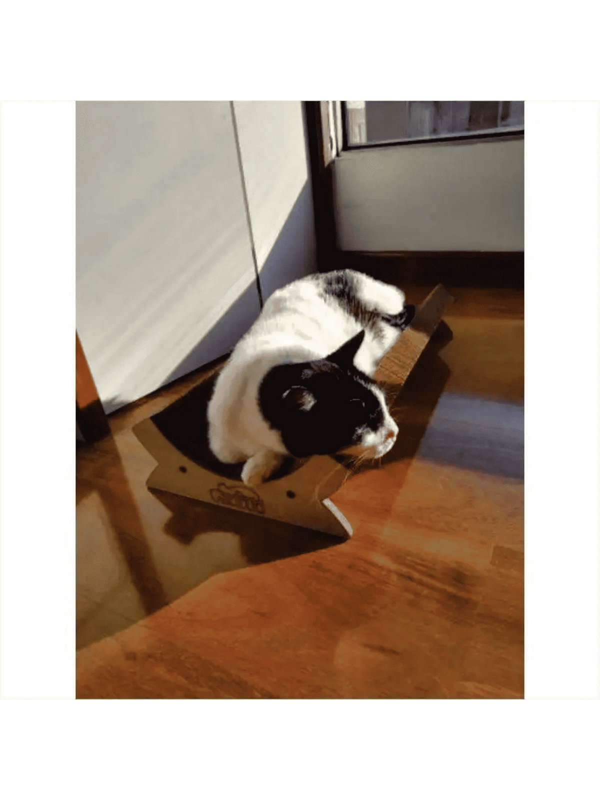 Gatitud Store black and white cat lounging on a curved corrugated cardboard scratching lounge.