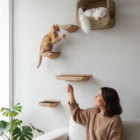 Gatitud Store modern wall-mounted cat shelves and condo made of eco-friendly cardboard. Two cats interact on the shelves.