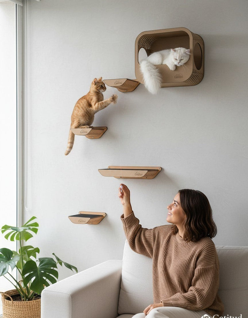 Gatitud Store modern wall-mounted cat shelves and condo made of eco-friendly cardboard. Two cats interact on the shelves.