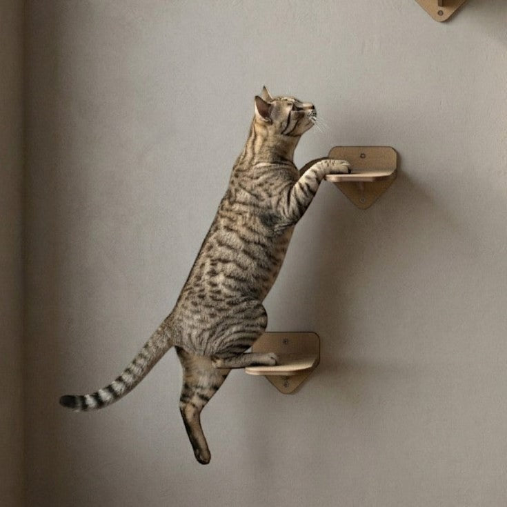 Gato atigrado subiendo por peldaños de pared de madera MDF Gatitud Store en un gimnasio modular para felinos.